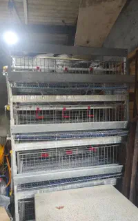 قفس بلدرچین