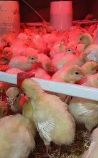 جوجه بوقلمون بیوتی ۶