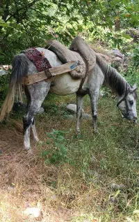 اسب مادیان 5به 6 سال