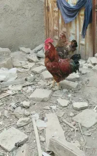 خروس محلی