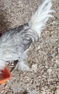 خروس سلطان