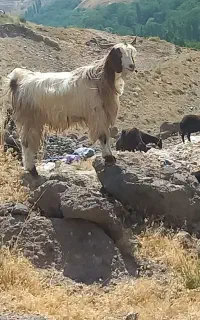 کور یک ساله