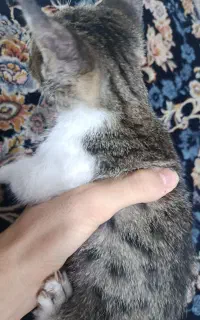 گربه