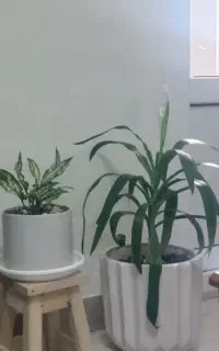 یوکا و آگلونما برفی