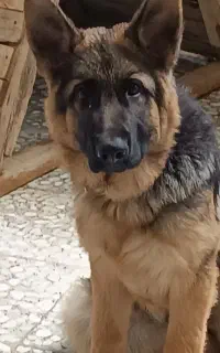 فروش سگ ژرمن