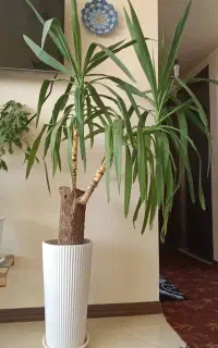 یوکا تنه درختی