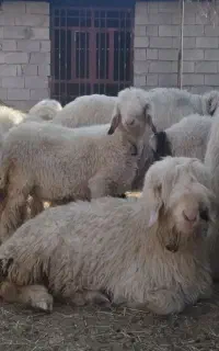 گله گوسفند دام سپید با ۲۵ سال سابقه ۱۰۰٪ اورگانیکی
