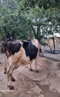 فروش یک راس گاو گوشتی