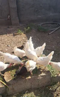 ۱۱۱۱۱