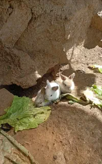 خرگوش لوپ