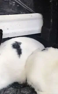 خرگوش