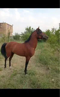 اسب