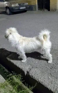 سگ پاکوتاه