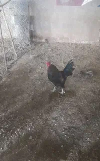 خروس سیاه