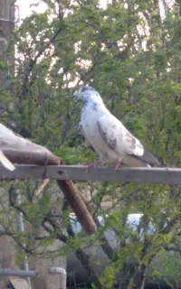 ۱۲عدد کبوتر ناب پرشی