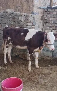 گوساله