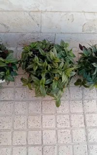گل برگ بیدی سالم و شاداب