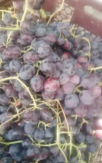 انگور رطبی و قرمز