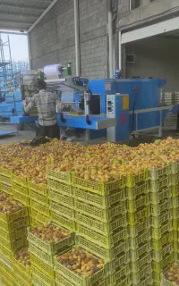 رطب کبکاب نوبرانه درشت و خوشمزه عمده