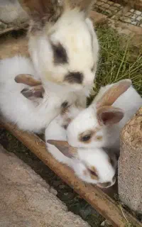 خرگوش