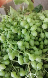 غوره قلاتی محلی  ترش و آبدار به شرط