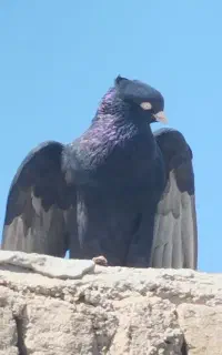 زاغ