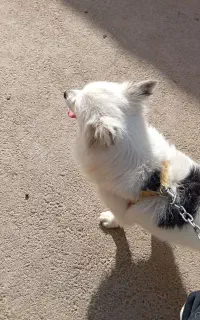 سگ.