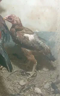 2تاشاه مرغ