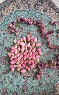غنچه گل محمدی