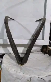 شاخ بز کوهی اصل