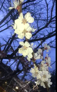 جشنواره بهاره فروش میزهای لاکچری