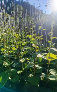 نهال کیوی هایوارد طلایی دوساله