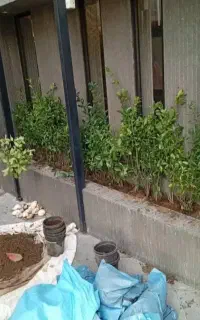 کلید خدمات باغبانی باغچه کاری و تعویض خاک گلدان