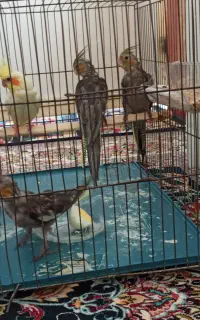 عروس هلندی