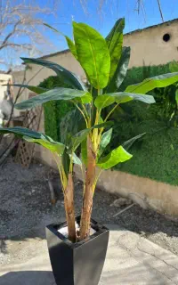 گل و درختچه برگ لمسی