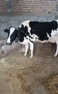 گاو با گوساله نر