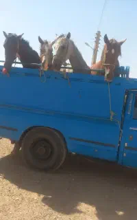 خرید فروش اسب مادیان به بالاترین قیمت
