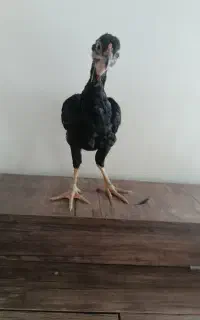 جوجه لاری