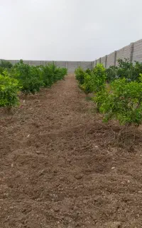 شخم باغ و ویلا