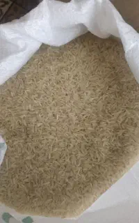 برنج محلی فجر