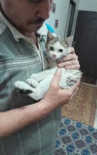 واگذاری رایگان بچه گربه 2ماه