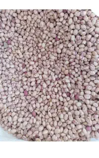 لوبیا چی تی محلی و پزا 270