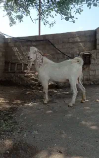 یک عدد نربز پاکستانی
