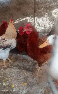 ۶ عدد خروس فروشی