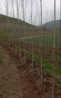 باغبانی و محوطه‌سازی حرفه‌ای