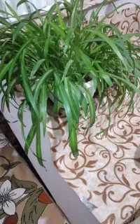 گل طبیعی ۲۵۰