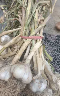 سیر خشک امسالی