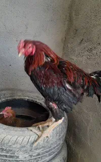 خروس لاری