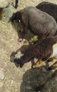 برن