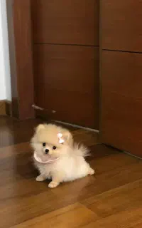 پوم پوم